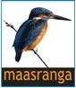 Maasranga TV kanal logosu