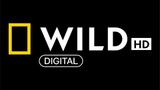 Senderlogo von National Geographic Wild