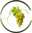 Saperavi TV kanal logosu